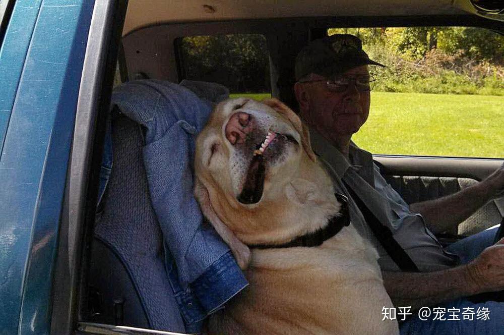 戏精附体啦来看看狗狗坐车时的搞笑照片吧二