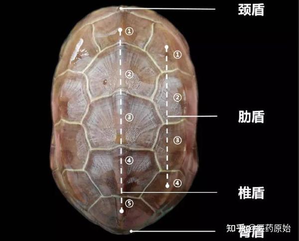 带你识别龟甲 - 知乎