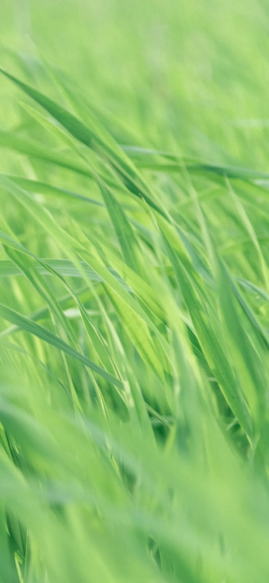 想要一些绿色清新护眼的手机壁纸有吗