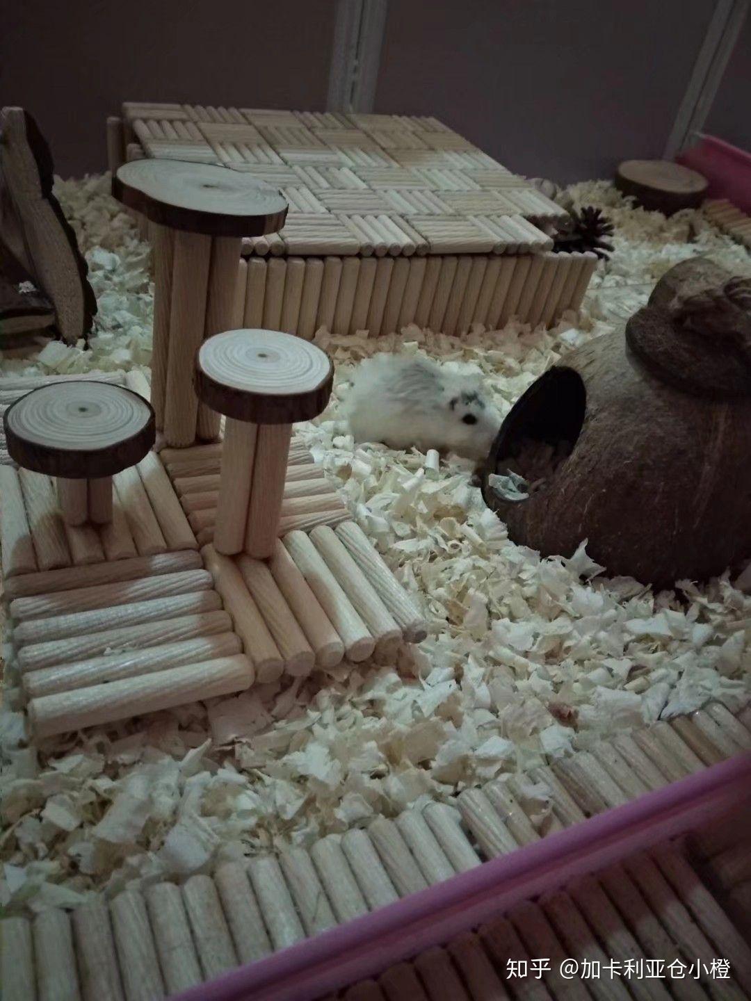 一线仓鼠粮食木屑什么牌子最好?