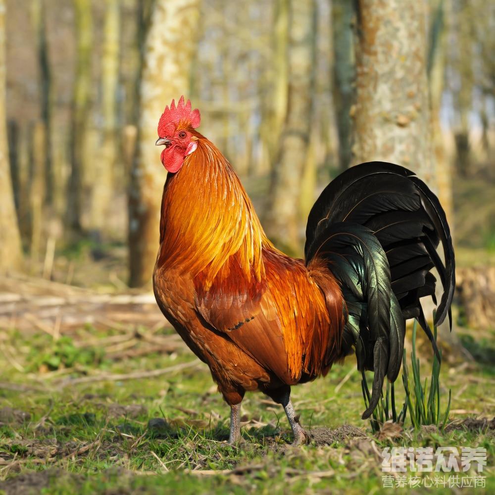 鸡饲料配比按照什么比例公鸡饲料配方表最简单