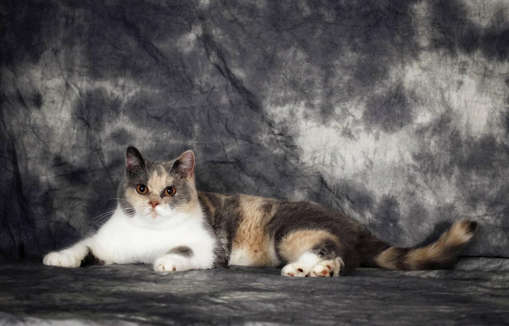 关于纯种猫后院正规猫舍以及猫价高低那些事