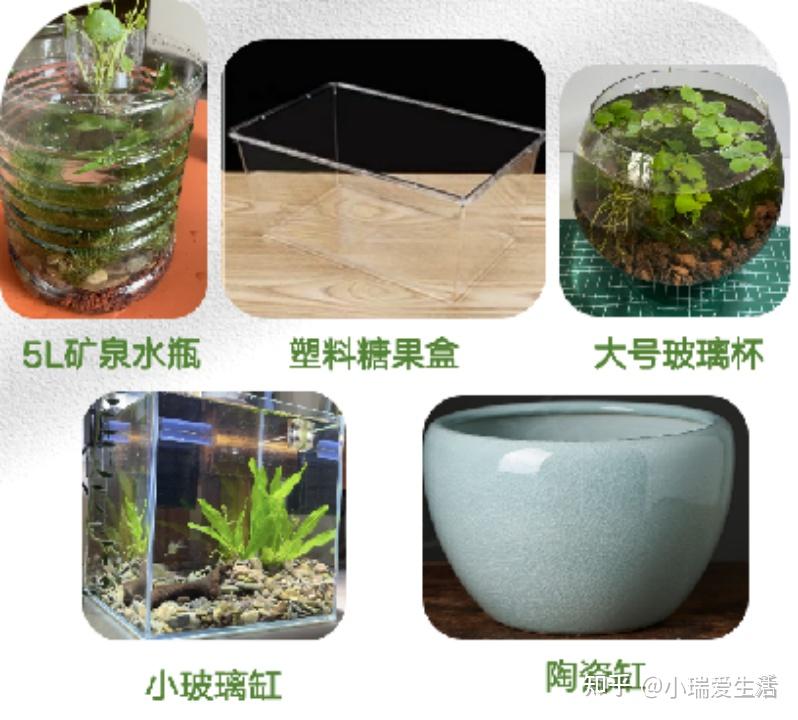 新手养鱼如何开始？古法生态养鱼轻松入手！ - 知乎