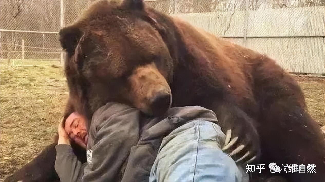 母熊咬死三个俄罗斯人图片