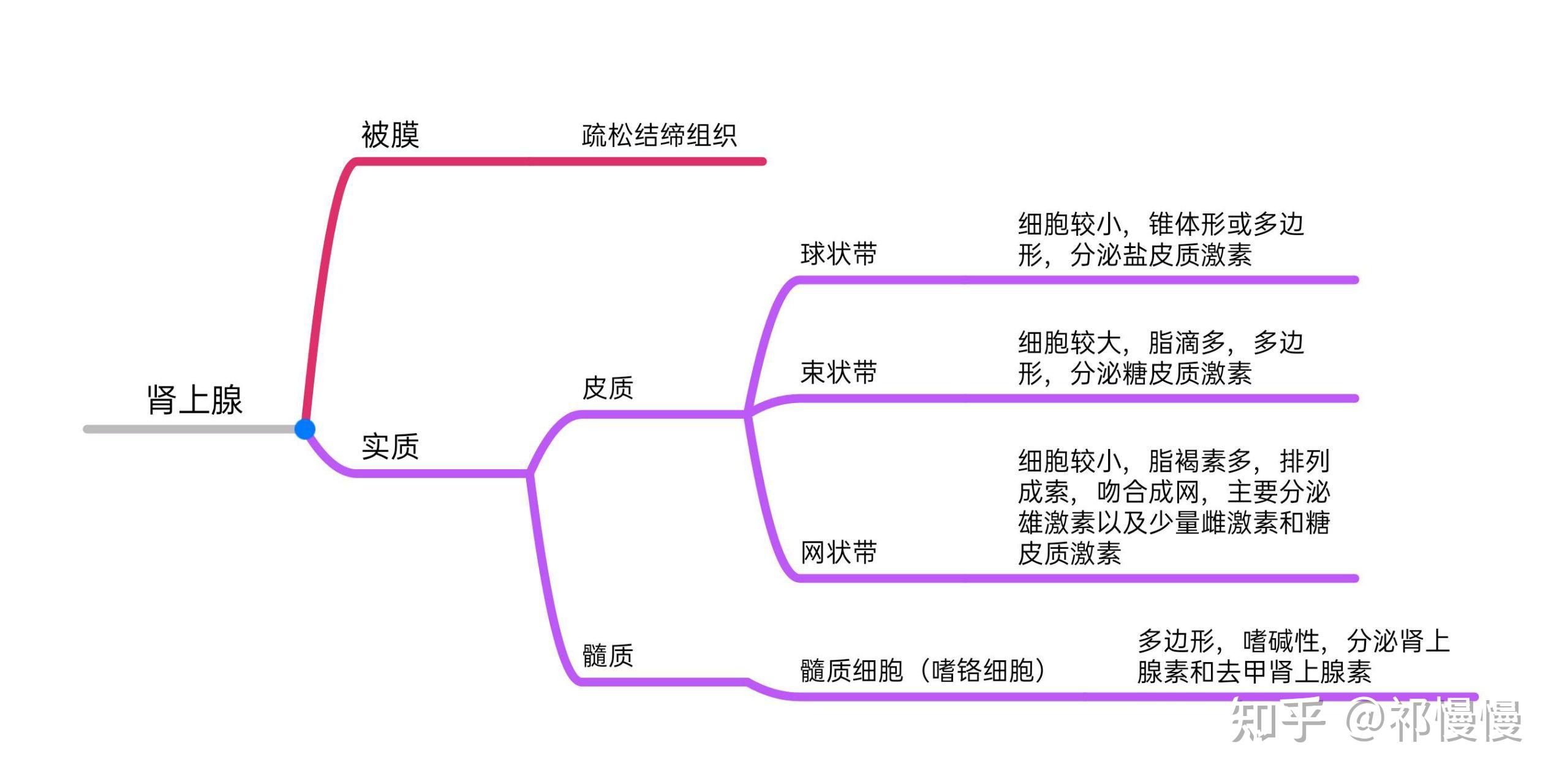 上皮组织思维导图简单图片