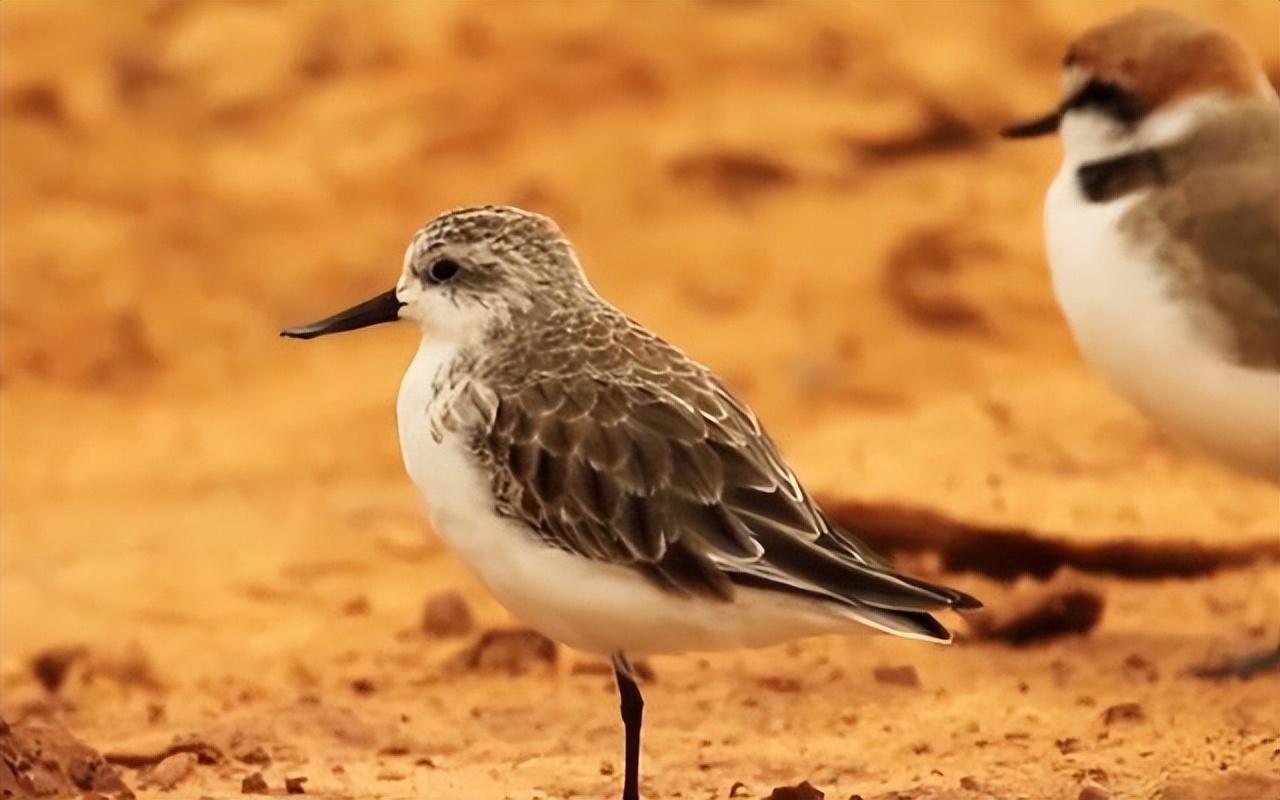 700只勺嘴鹬走向灭绝?全球告危警报!