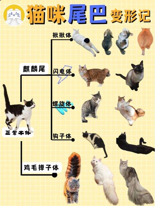 猫怎样才算麒麟尾?揭秘猫咪麒麟尾的奥秘 - 知乎