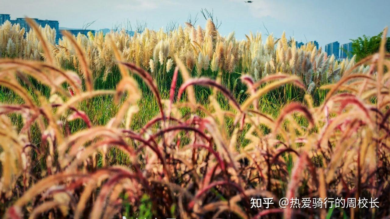 秋天的荻花:昆明草海隧道湿地公园的诗意与画意 - 知乎