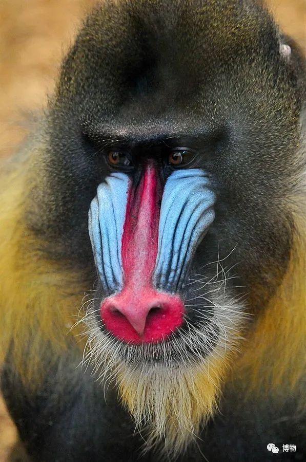 山魈的脸有多drama它的屁股就有多销魂