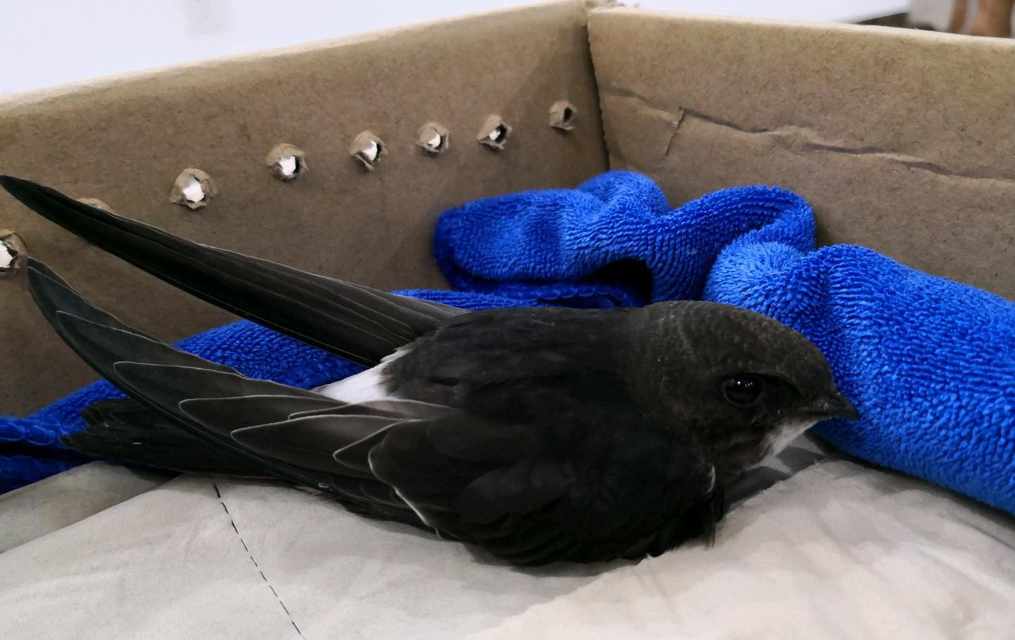 捡到小鸟该怎么办 民间捡鸟救助指南 知乎