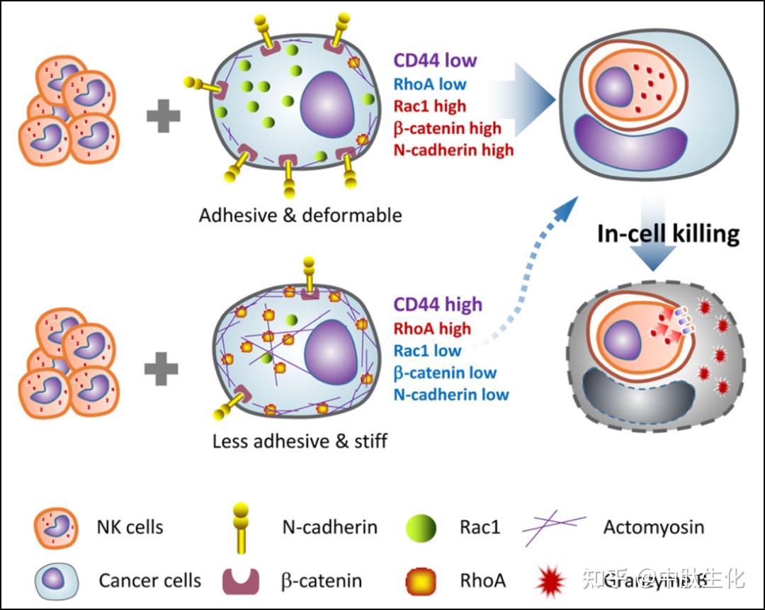 圖2 cd44調控異質性cell-in-cell結構介導胞內殺傷模式圖綜上,該研究