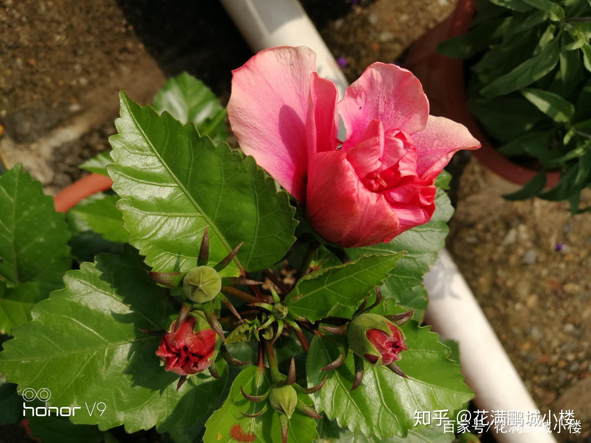 朱瑾花——花大艳丽又皮实耐晒 - 知乎