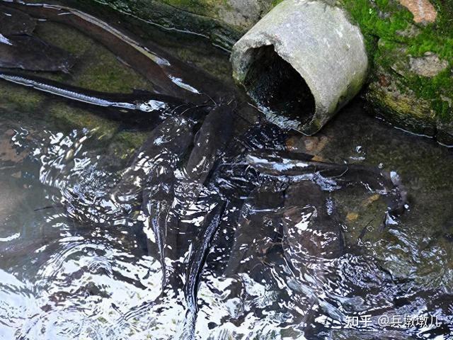 南宁下水道清淤吸出大量埃及鲶鱼，工人称系为市民疏通厕所，这种鱼类有何特征？会对当地生态造成什么影响？