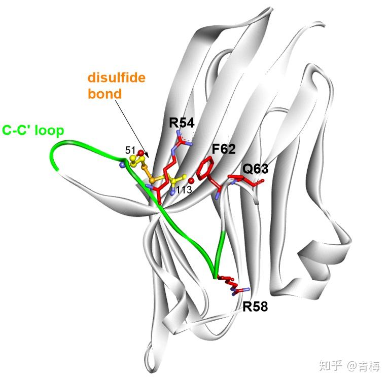 domain, ecd), 21個氨基酸殘基的跨膜區 (transmembrane domain) 和