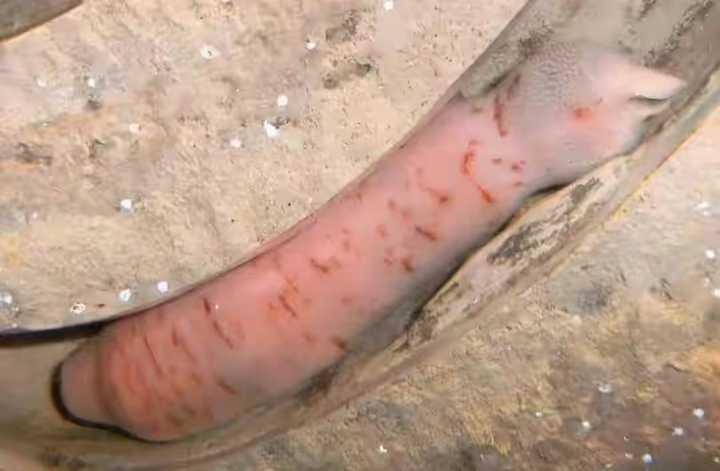 烟台海域突现大量海鸡子居民拿桶日夜捡拾虽不好看但好吃