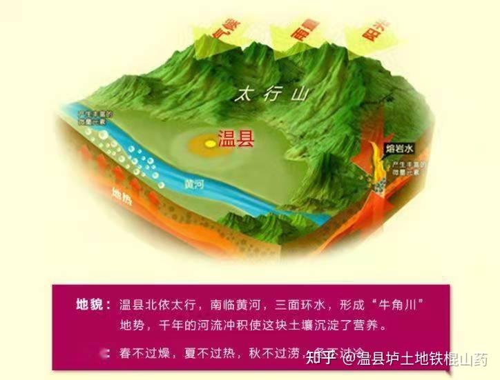 怀山药中的极品——温县垆土地铁棍山