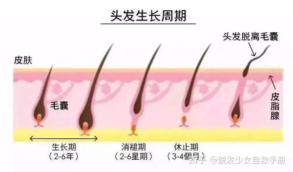 头皮和头发健康，离不开四大平衡！ 知乎