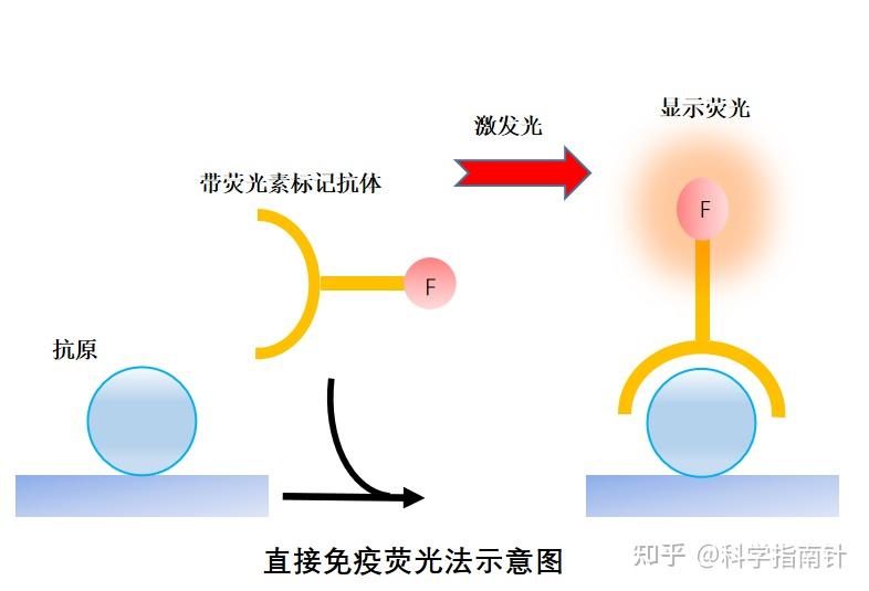 免疫荧光入门必备｜菌菌带你解锁这项实验技能 - 知乎