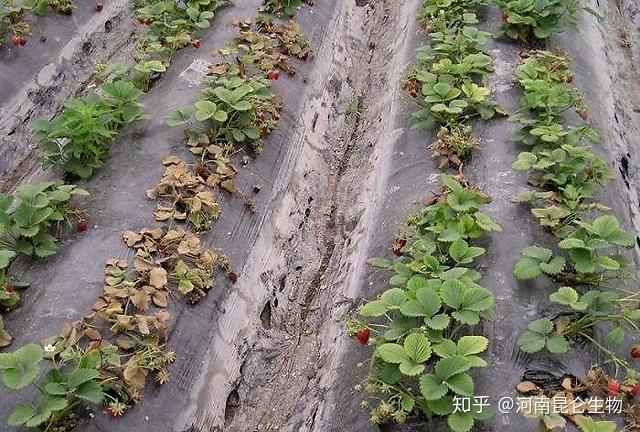 草莓治根结线虫的用什么药?怎么防控根结线虫?根结线虫防治好的药线翘