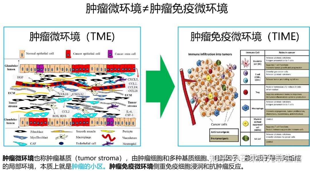 肿瘤免疫 · 实操教程day03.肿瘤微环境tme - 知乎