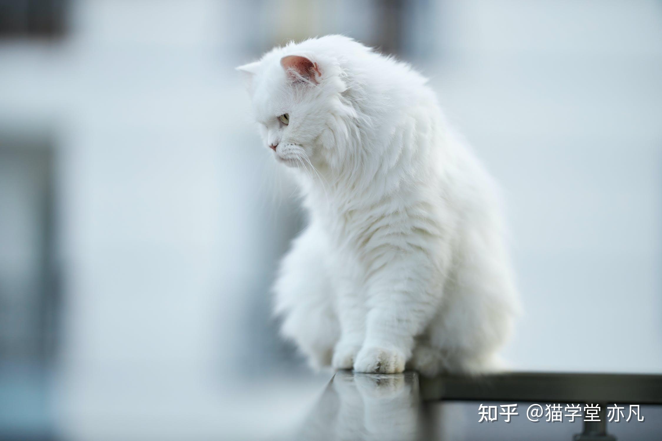猫咪焦虑症指南