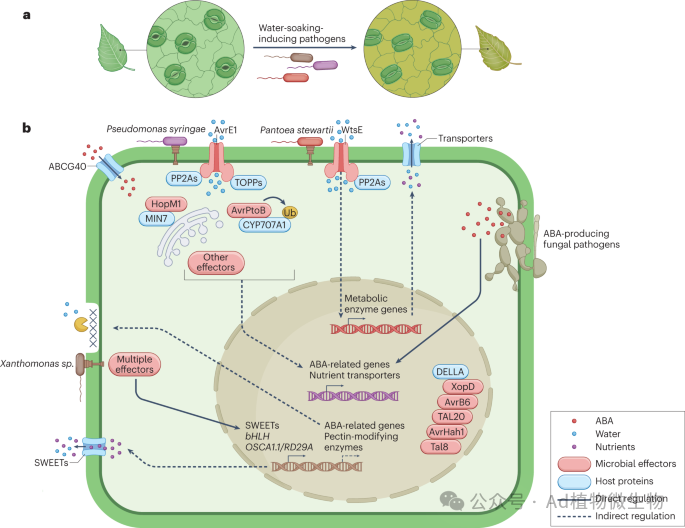 Nature Reviews Microbiology (IF=88.1) | 植物病原体建立的细胞外生态位！ - 知乎