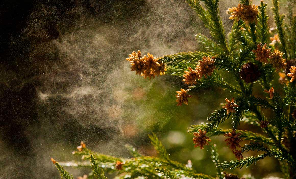 东京学术日本留学干货 关于花粉症你不知道的事 即将赴日的同学一定要看哦 知乎