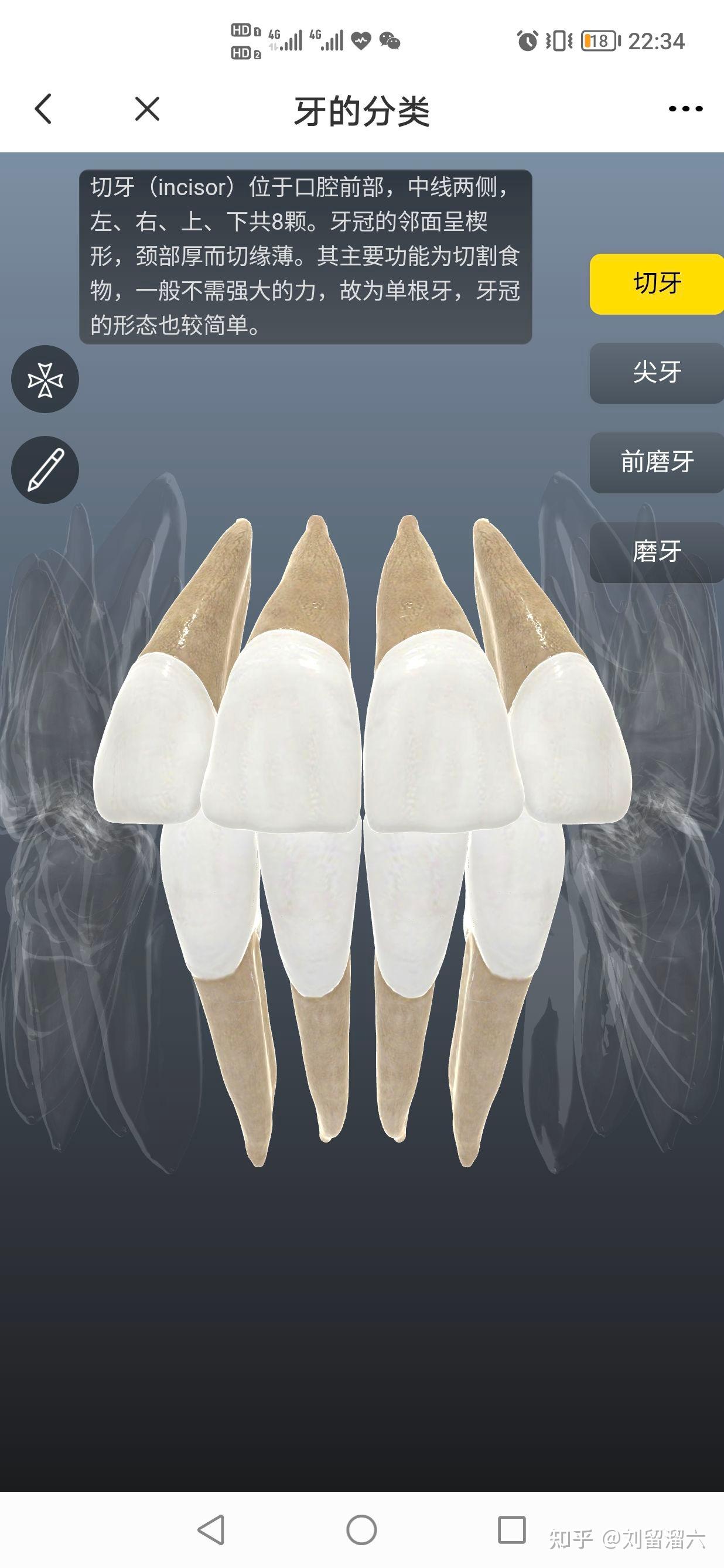 口腔解剖入门级(自己学习)牙体解剖 - 知乎