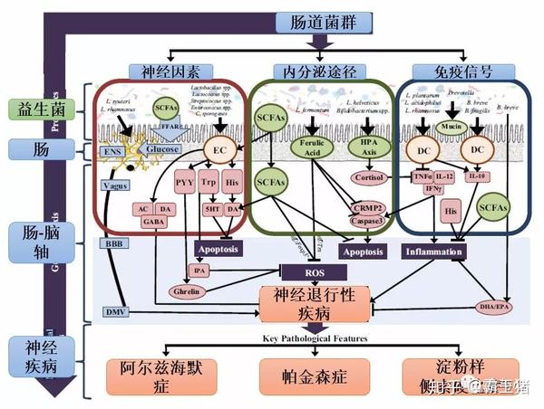 心理疾病与胃肠道 九 阿尔兹海默症与肠道微生物 知乎