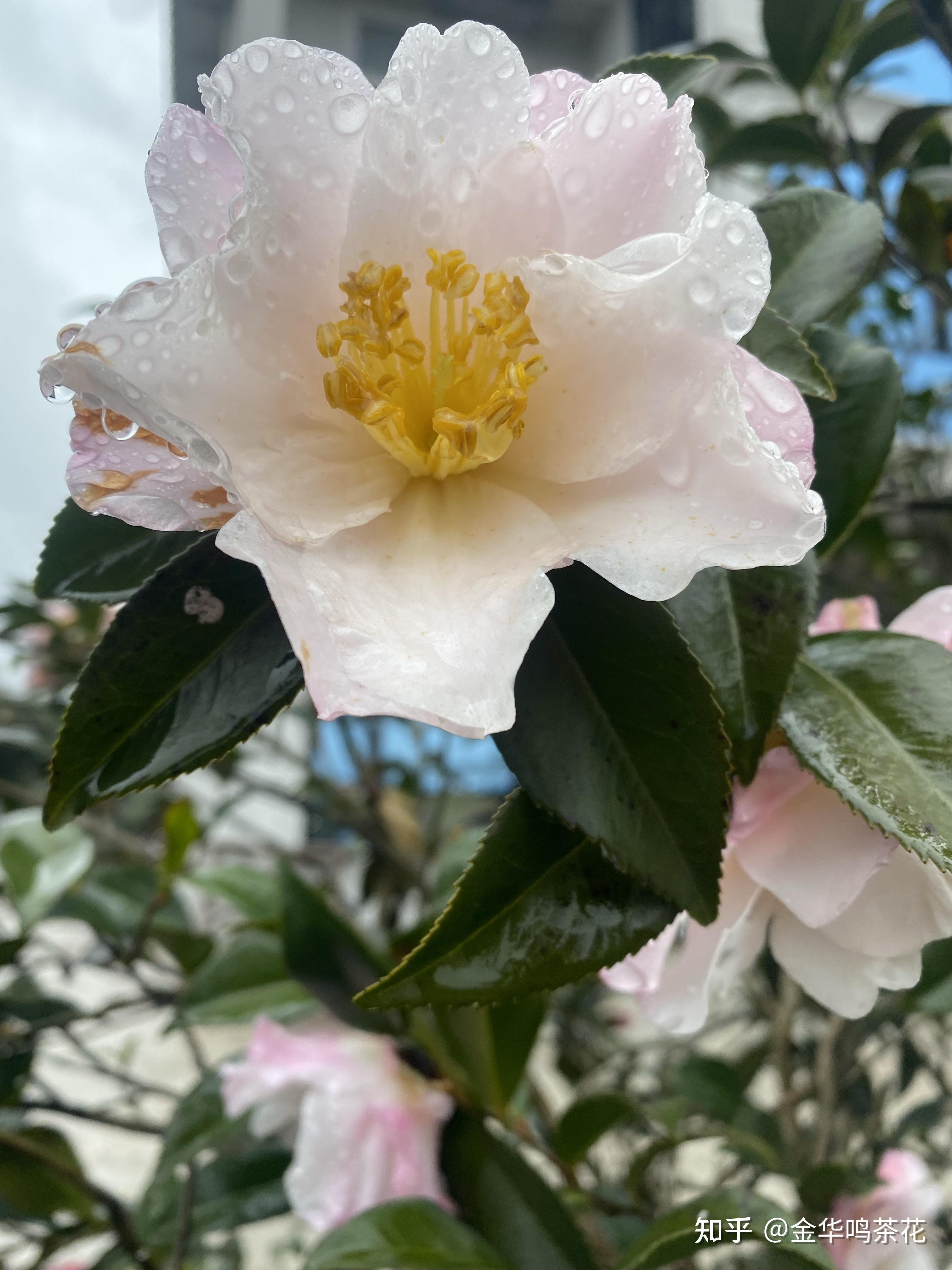 朝仓茶梅开花了 - 知乎