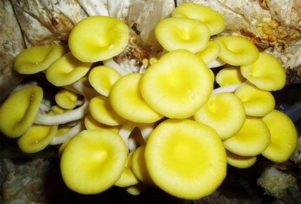 赏银杏群湟川三峡瀑布群国家5a景区连州地下河