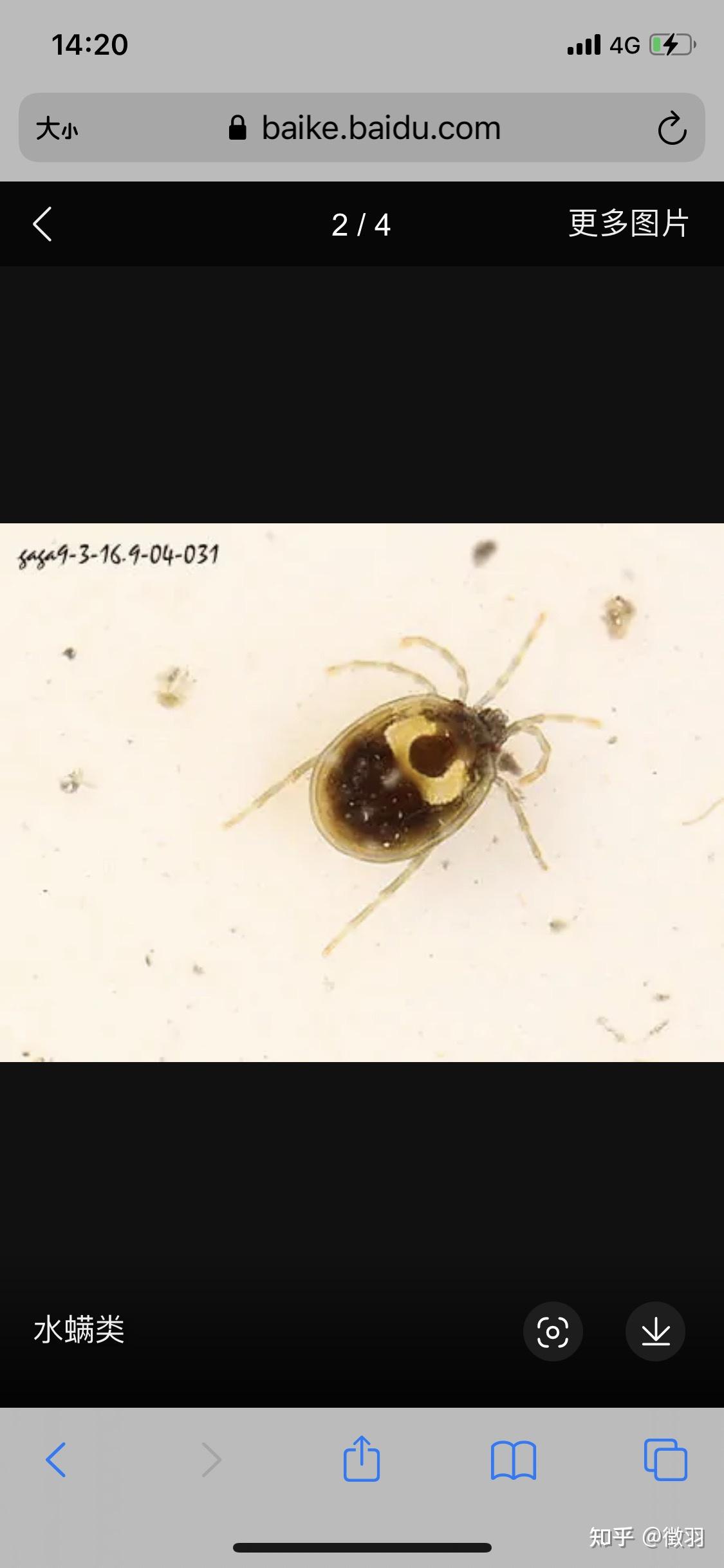 水芙蓉曝光商家植物带虫