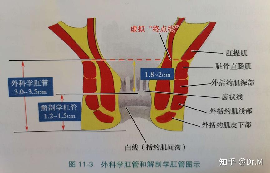 为什么“菊花爱爱”HIV风险高? - 知乎
