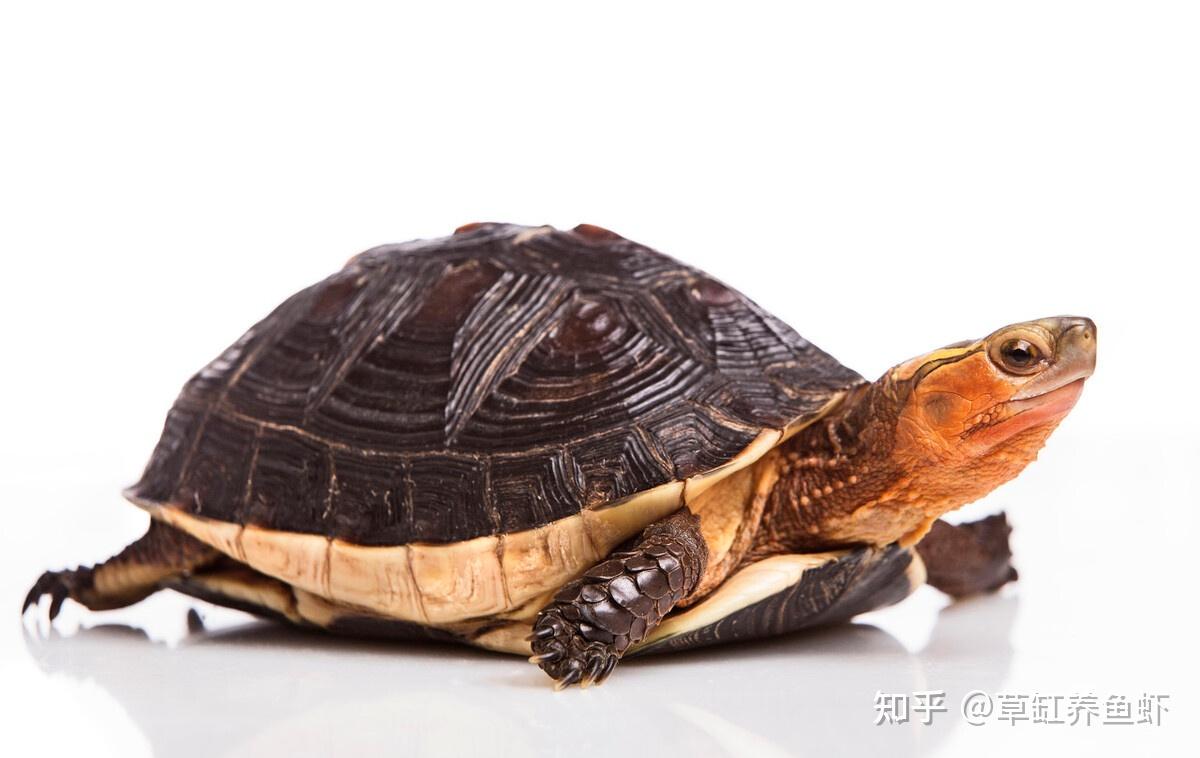 黄缘龟怎么养记住它是半水陆龟你养起来就简单了
