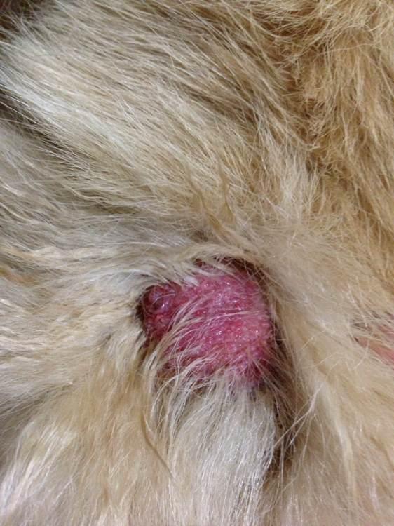 狗狗这种情况叫肘肿.