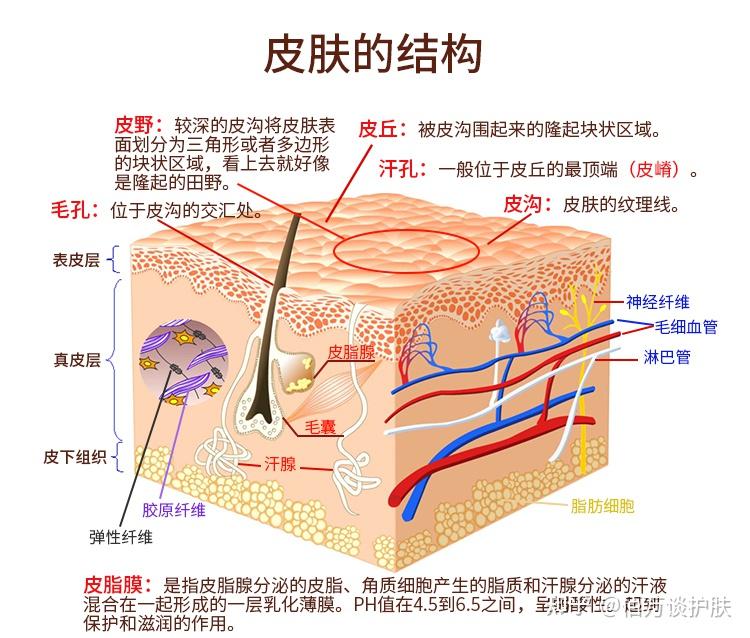 皮肤为什么会变差?