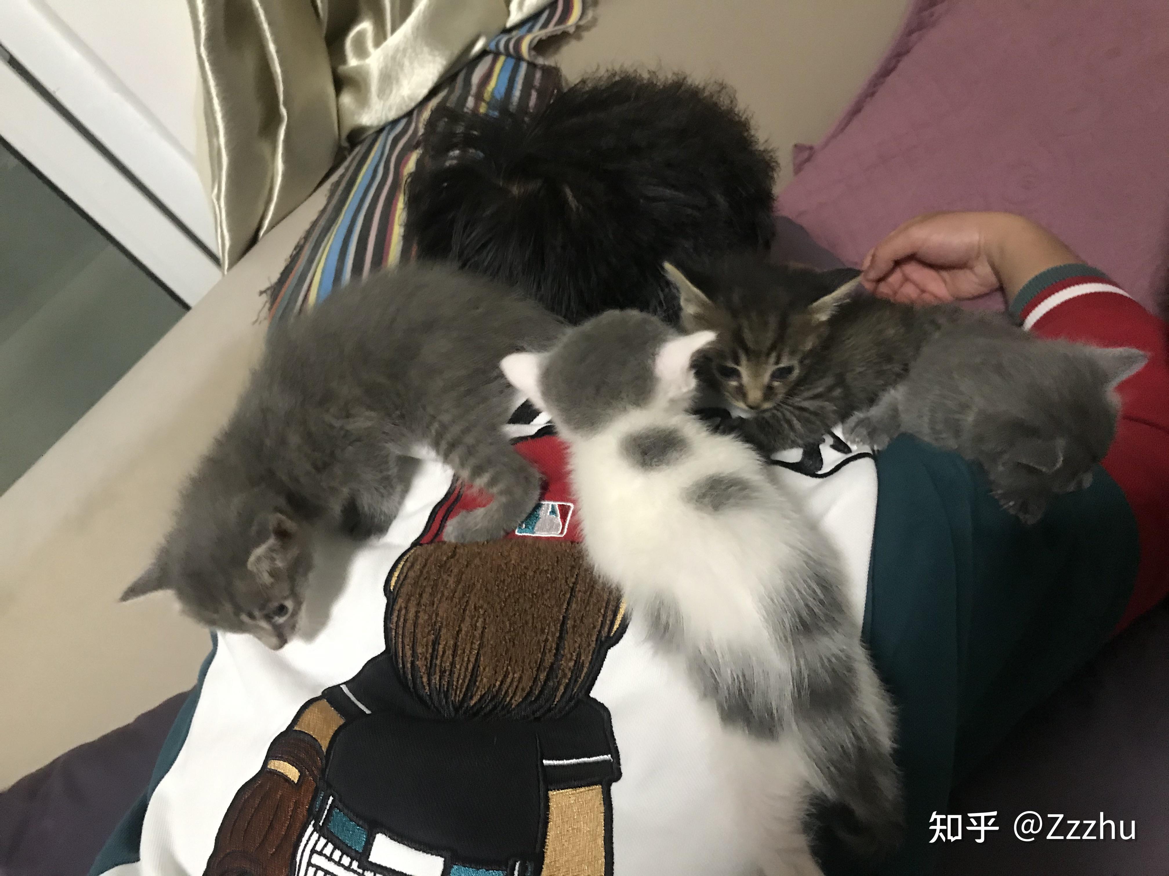 英短蓝猫和狸花猫配种会生出什么样的猫啊求上图