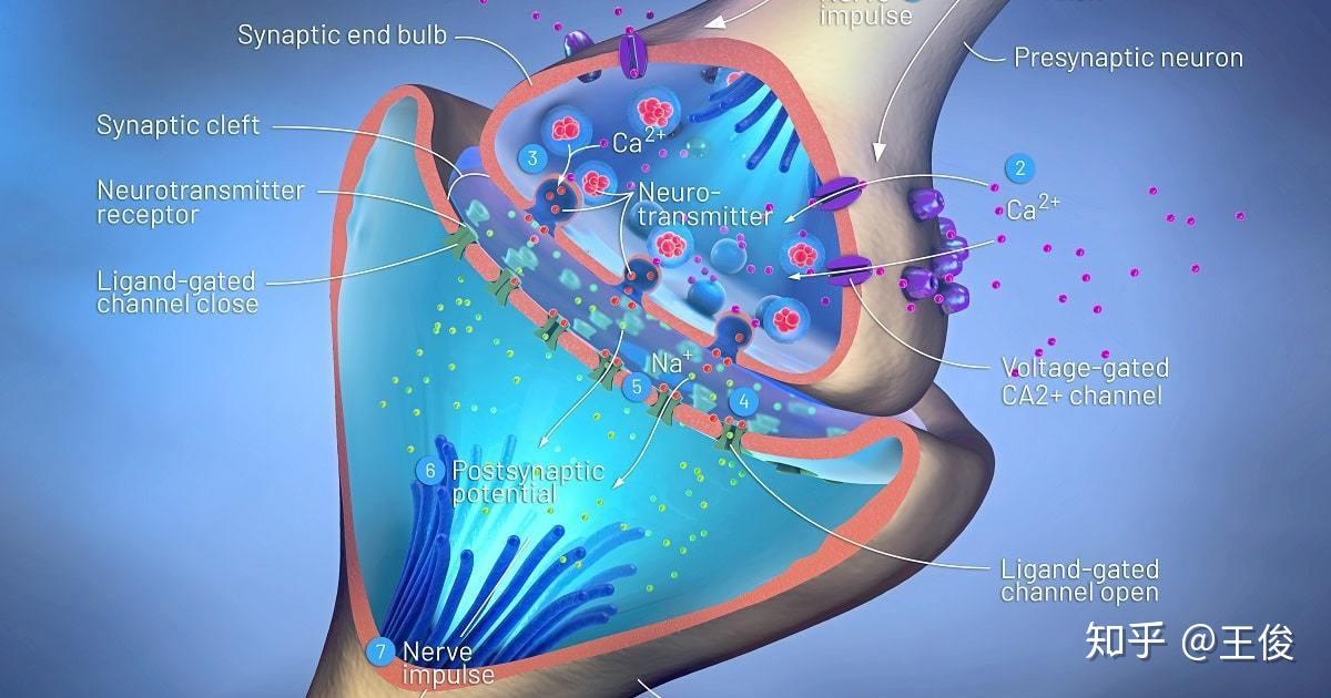 你知道吗?提升学力和记忆力的另一关键是"神经突触的可塑性"~ - 知乎