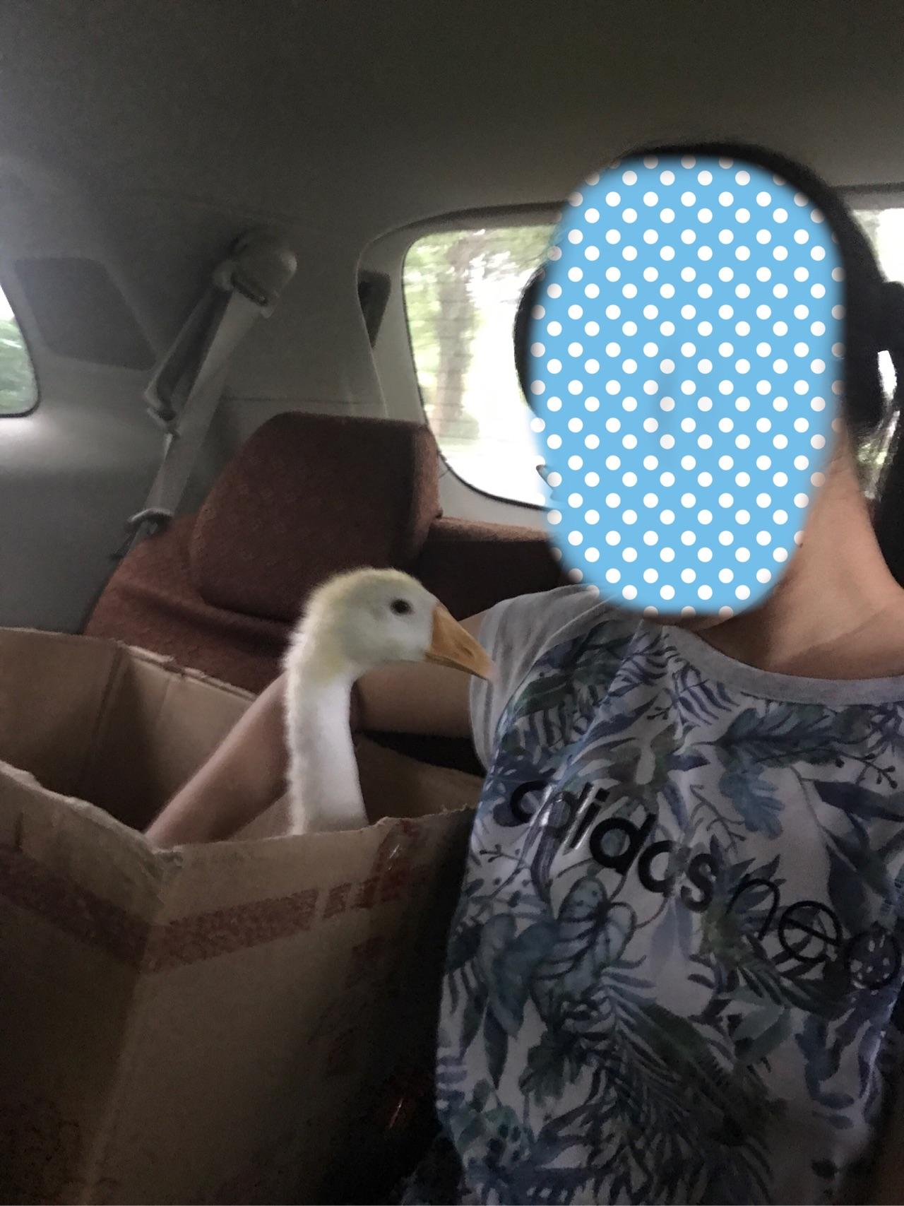 养小鸭子做宠物是什么体验?