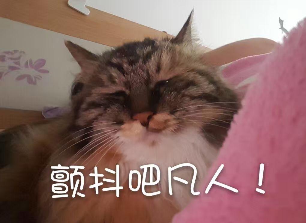 自己养的猫做的哪些表情包让你觉得最为惊艳?
