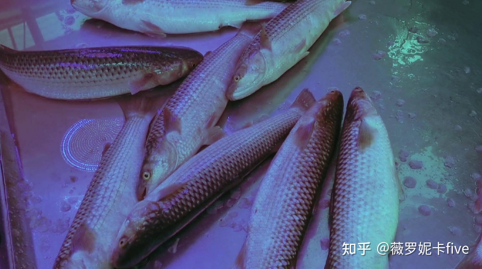 随着气温升高,青岛近海海域出现了不少近岸洄游的梭鱼,喜爱赶海的市民