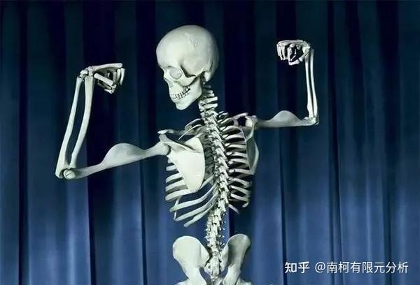 骨的生物力学基本概念 - 知乎