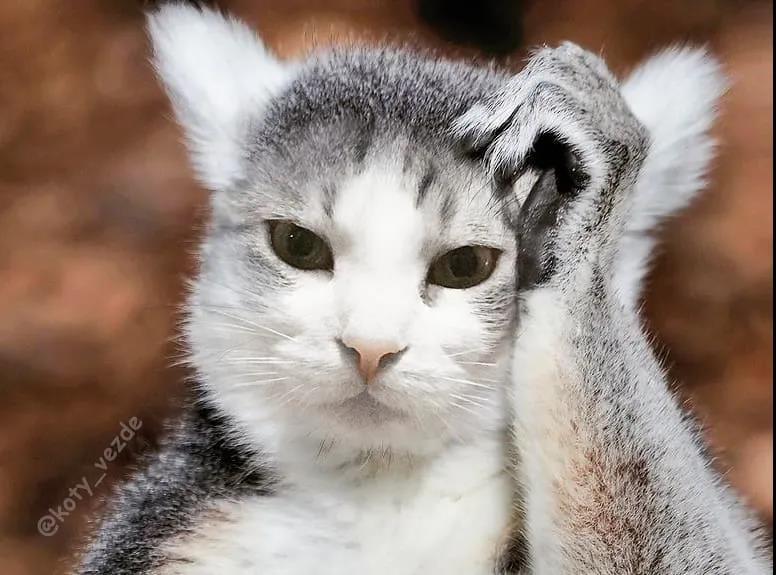 比如这只挠头的.猫?"哈喽啊,欢迎来到第二季"!hello av8d!