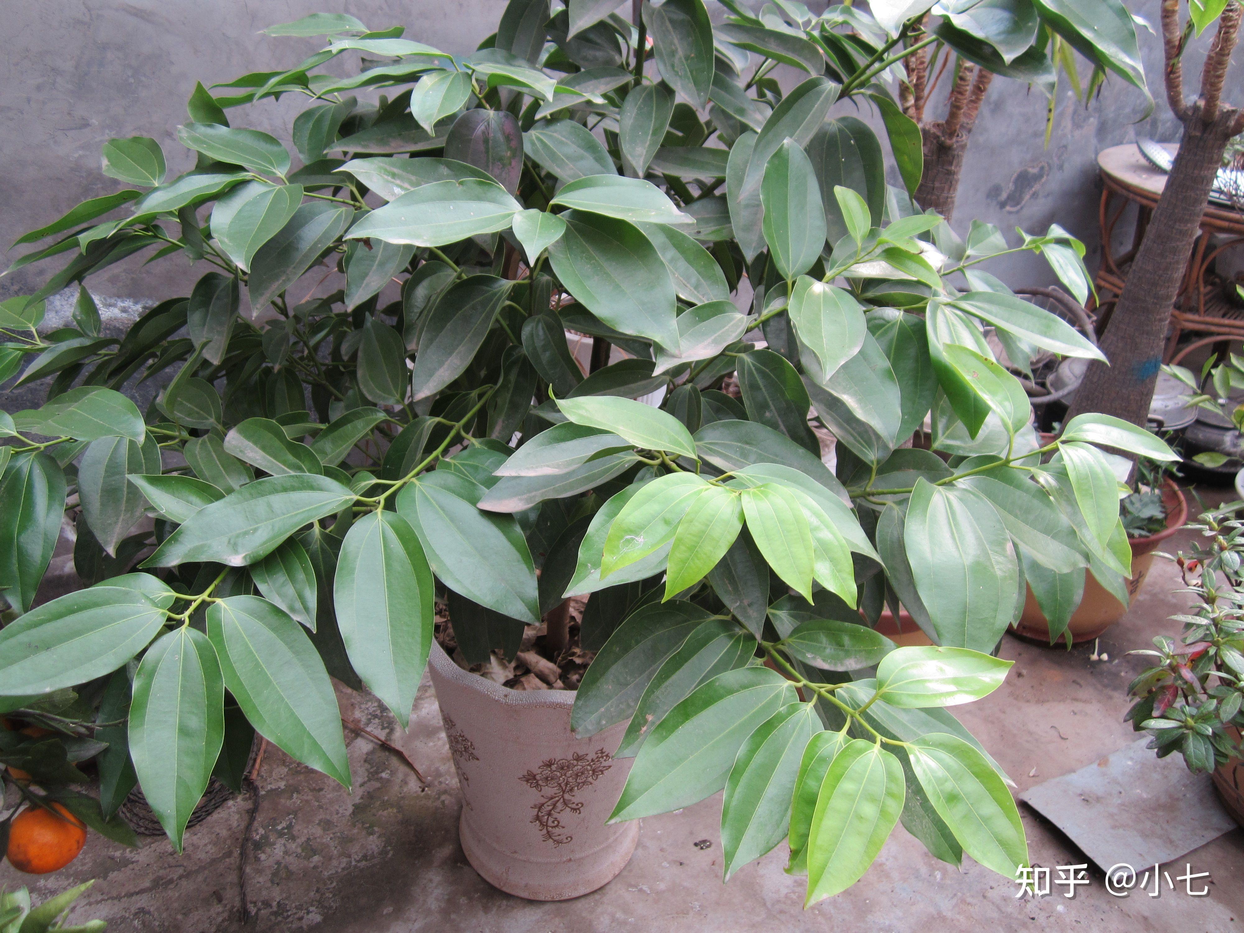 11橡皮树消除有害物质的多面手镇宅辟最厉害的植物橡皮树是一个消除