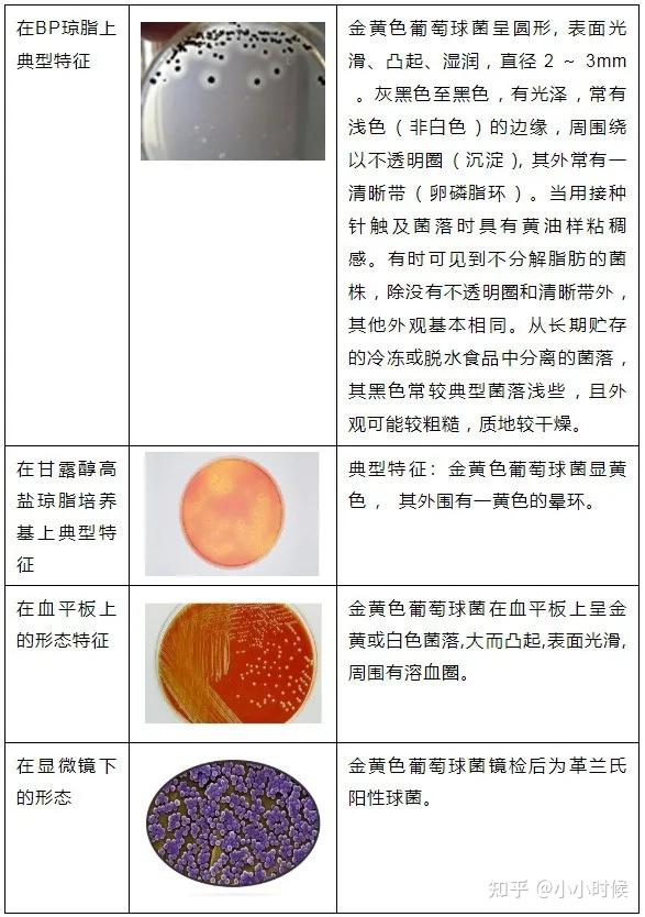 球菌分类图片