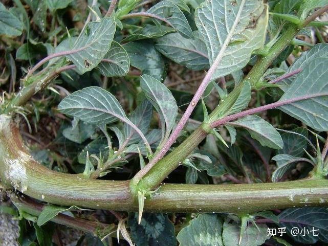刺苋:曾是入侵物种,在农村很常见,如今连根都被刨出来做美食了
