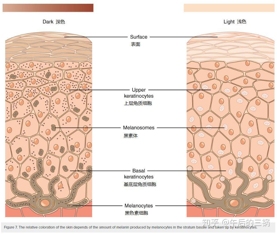 皮肤生理学与细胞图图片