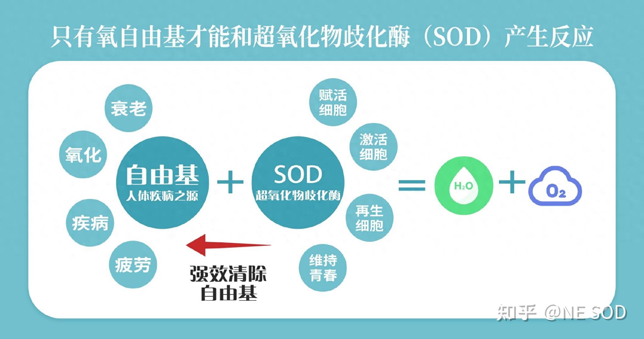 逆转脑龄新发现:这样激活SOD,60岁大脑比40岁更灵敏! - 知乎