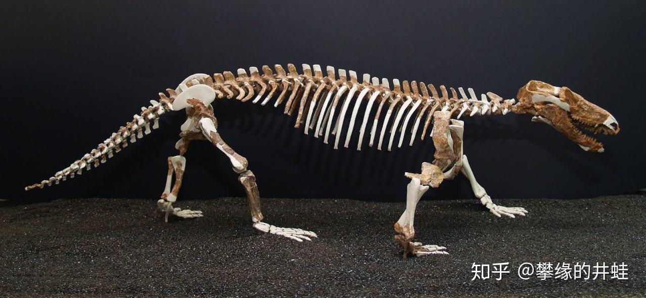 当然也有比较精奇的复原,比如这个原犬鳄龙procynosuchus(犬齿兽亚目