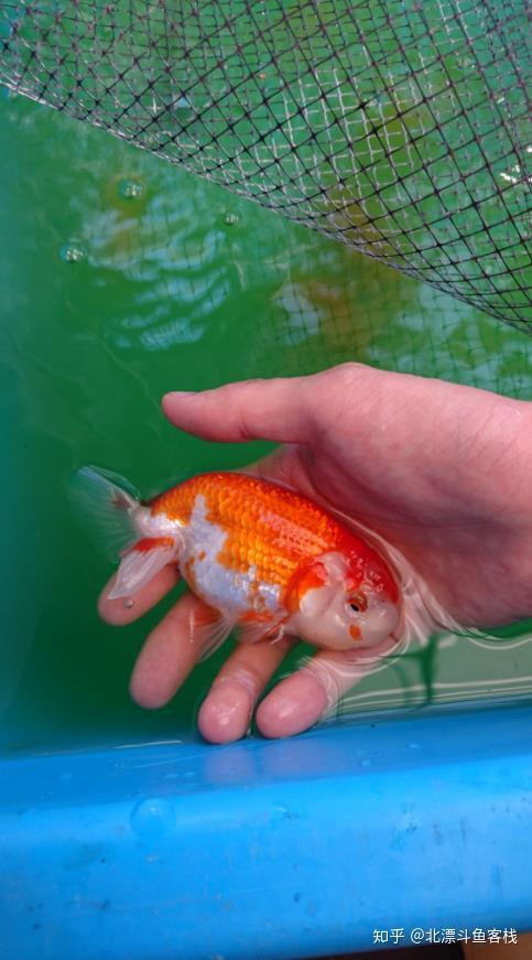 养日本兰寿金鱼的12条心得,新手必看!